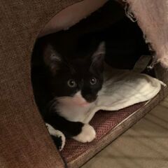 生後3ヶ月ほど黒白子猫「いずみ」ちゃん♀ - 木更津市