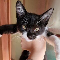 生後3ヶ月ほど黒白子猫「いずみ」ちゃん♀の画像