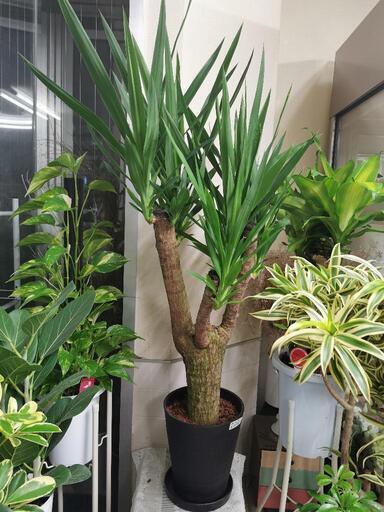 ユッカ　観葉植物