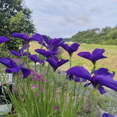 花菖蒲（アヤメかも）の種　20粒以上　紫色