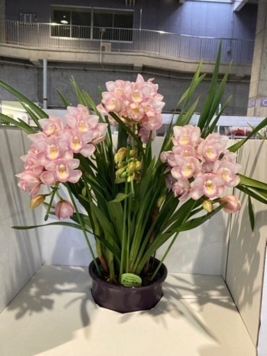観葉植物　シンピジューム　明るい未来