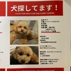 我が家の家族の犬探してます