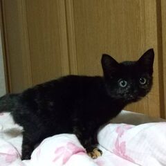 生後2ヶ月サビ猫ちゃん − 沖縄県