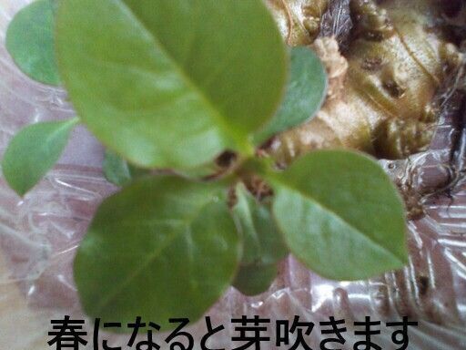 野菜種子 オカワカメ 雲南百薬 ムカゴ９個家庭菜園グリーンカーテン じゅんひぐ 実籾のその他の中古あげます 譲ります ジモティーで不用品の処分