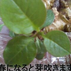 【野菜種子】オカワカメ（雲南百薬）ムカゴ　９個　家庭菜園　グリー...