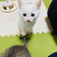 白猫2ヶ月くらいの男の子🐈