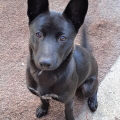 その他 犬 の里親募集 ジモティー