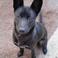 ７カ月の犬の里親になってくださいの画像