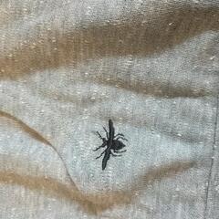 Diorのパーカーです