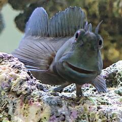 ヤエヤマギンポの中古が安い 激安で譲ります 無料であげます ジモティー