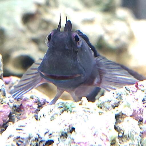 カエルウオ 海水魚 マリンアクアリウムのコケ対策 ジモティーアクア 宮之阪の家具の中古あげます 譲ります ジモティーで不用品の処分 カエルウオ 海水魚 マリンアクアリウムのコケ対策 ジモティーアクア 宮之阪の家具の中古あげます 譲ります ジモティーで不用品の処分