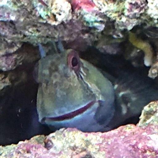 カエルウオ 海水魚 マリンアクアリウムのコケ対策 ジモティーアクア 宮之阪の家具の中古あげます 譲ります ジモティーで不用品の処分 カエルウオ 海水魚 マリンアクアリウムのコケ対策 ジモティーアクア 宮之阪の家具の中古あげます 譲ります ジモティーで不用品の処分