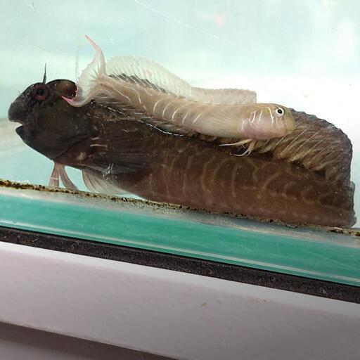 カエルウオ 海水魚 マリンアクアリウムのコケ対策 ジモティーアクア 宮之阪の家具の中古あげます 譲ります ジモティーで不用品の処分