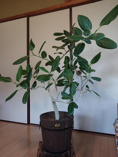 フィカスベンガレンシス ゴムの木 観葉植物