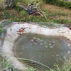 飼育出来なくなった金魚、メダカ等お引き取り致します