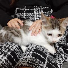 🐱母猫と子猫2匹🐱里親募集 - 松山市