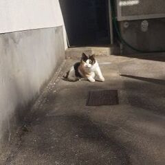 飼い主死去で外猫に。