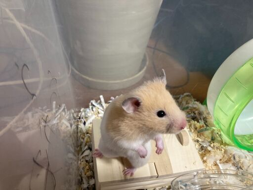 里親募集ゴールデンハムスター 長毛 とキンクマ 短毛 のハーフお譲りします 訂正 Eighty みどり台のその他の里親募集 ジモティー