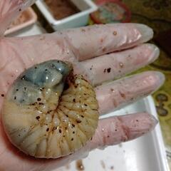 カブト虫幼虫　終了しました。