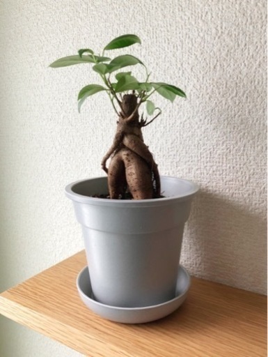 観葉植物ガジュマル 23cmグレーカラーの3 5号の鉢と受け皿付き Shun植物と暮らす 新宿の家庭用品 ガーデニング の中古あげます 譲ります ジモティーで不用品の処分