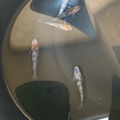 三色ラメメダカの幼魚10匹