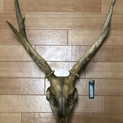 【ネット決済・配送可】鹿の頭蓋骨　再値下げ！