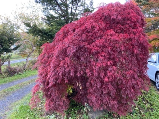 ベニシダレ紅葉