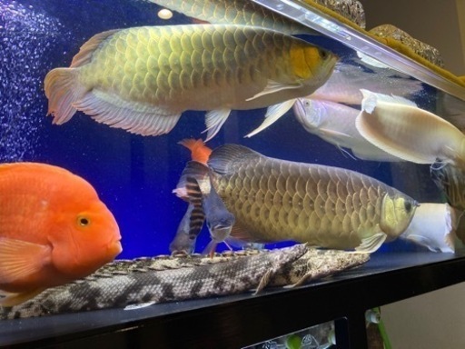 3 1更新飼えなくなったお魚引き取ります ハル 逆瀬川の手伝いたい 助けたいの助け合い ジモティー