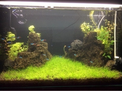 水草水槽60cm