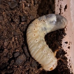 【ネット決済】カブトムシ　幼虫　5匹