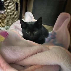 2ヶ月の真っ黒子猫