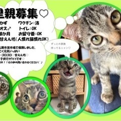 人懐っこいキジトラ君　生後8ヶ月