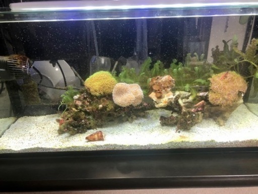 海水魚　サンゴ　水槽一式