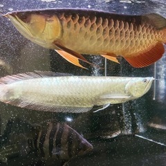 再値下げ！ ワイルドシルバーアロワナ プラチナタイプ 約40cm