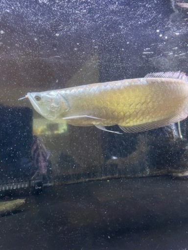 シルバーアロワナ2 ワイルド 値下げします。