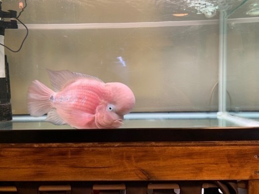 フラワーホーン引き取り限定