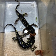 タイガーサラマンダー　10センチオーバー タイガーサラマンダー 10センチオーバー