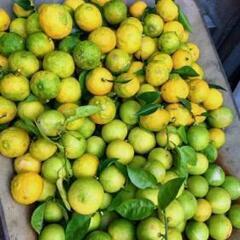 完売御礼🍊徳島木頭産🍊無農薬ゆず🍊収穫仕立て🍊柚子１キロ以上🍊