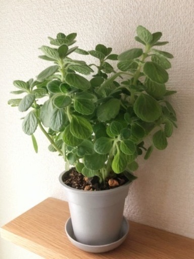 観葉植物　アロマティカス　30cm　グレーカラーの3.5号の鉢と受け皿付き