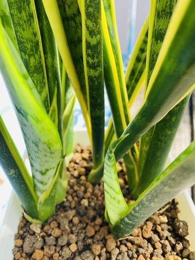 観葉植物 サンスベリア ローレンティー 空気清浄 ヨシ子の孫 島尻のインテリア雑貨 小物 置物 オブジェ の中古あげます 譲ります ジモティーで不用品の処分