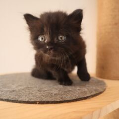 【お話中】ふわっと長毛✨　黒猫 − 福岡県
