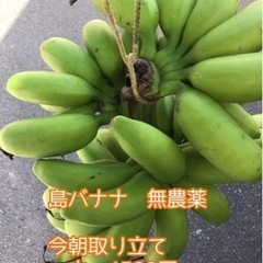 【本日21時まで受付】無農薬　島バナナ一本