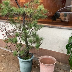 松　鉢植え　植木