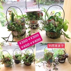 多肉植物、リメ缶