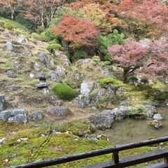 11月28日✨  京都観光しませんか？