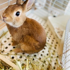 うさぎ　メス　ネザーランド  − 東京都