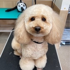 板橋区前野町　トリミングサロンオープン🐶🐱 - 地元のお店