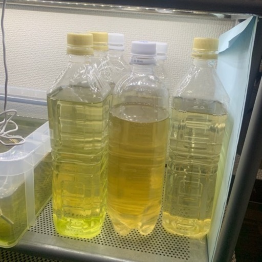 ミジンコペットボトル500ml 週末めだか つつじヶ丘のその他の中古あげます 譲ります ジモティーで不用品の処分