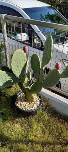 団扇サボテン