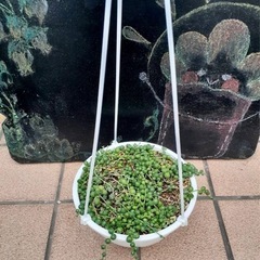 多肉植物🌵グリーンネックレス吊り下げ鉢付き